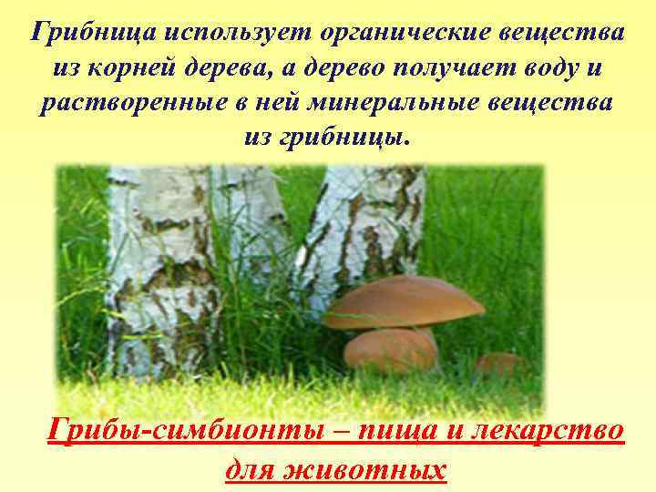 Грибница использует органические вещества из корней дерева, а дерево получает воду и растворенные в