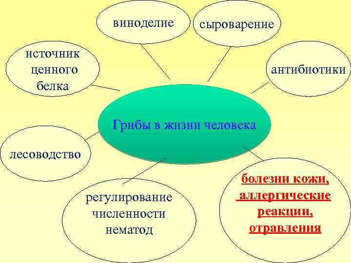 виноделие сыроварение источник ценного белка антибиотики Грибы в жизни человека лесоводство регулирование численности нематод
