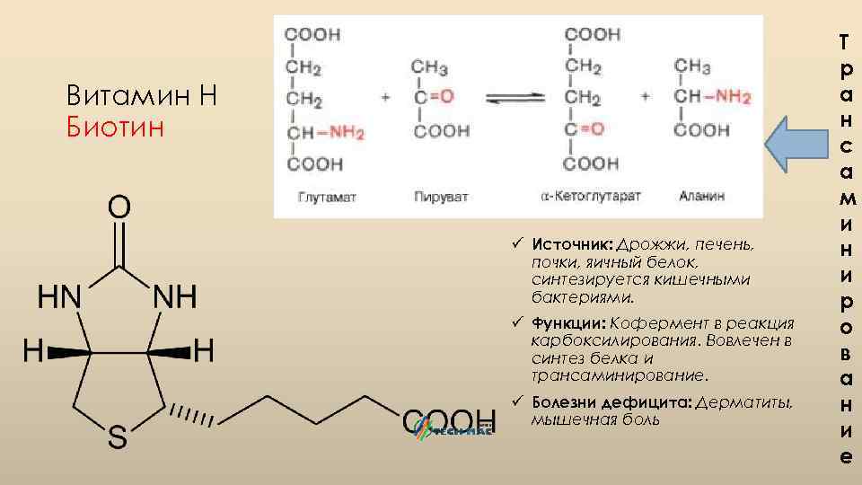 Витамин Н Биотин ü Источник: Дрожжи, печень, почки, яичный белок, синтезируется кишечными бактериями. ü