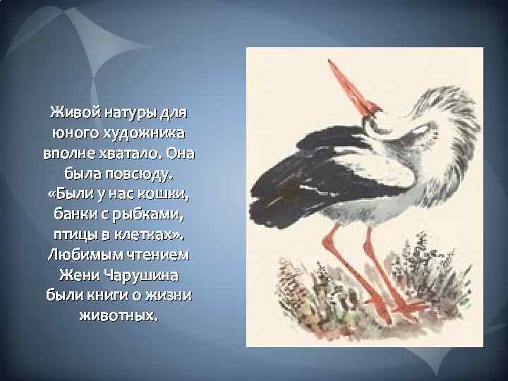 Живой натуры для юного художника вполне хватало. Она была повсюду. «Были у нас кошки,