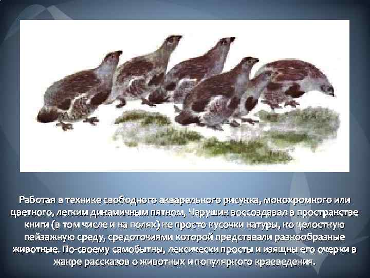 Работая в технике свободного акварельного рисунка, монохромного или цветного, легким динамичным пятном, Чарушин воссоздавал