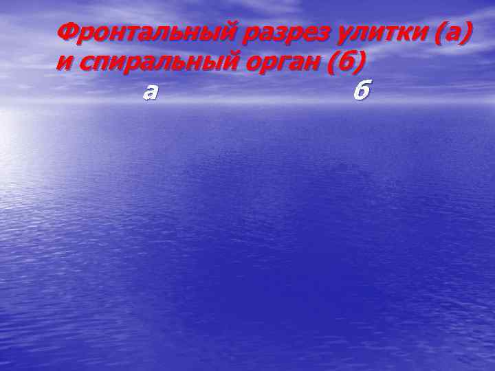 Фронтальный разрез улитки (а) и спиральный орган (б) а б 