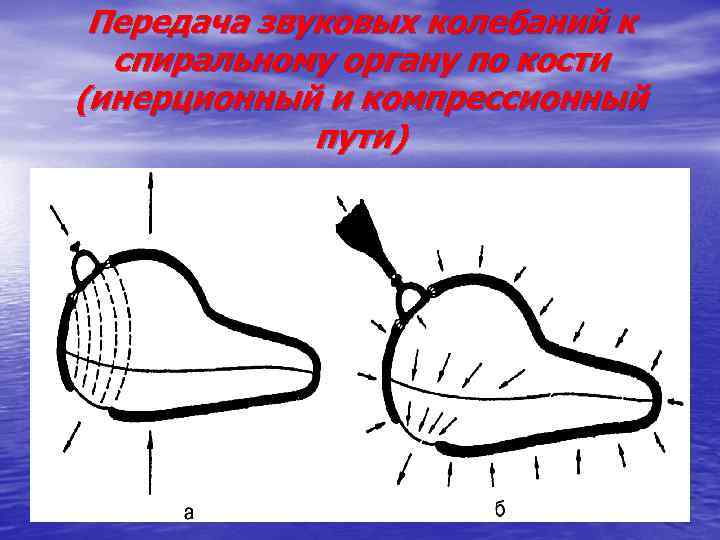 Передача звуковых колебаний к спиральному органу по кости (инерционный и компрессионный пути) 