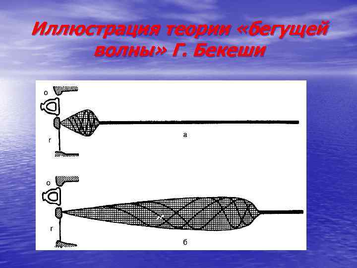 Иллюстрация теории «бегущей волны» Г. Бекеши 