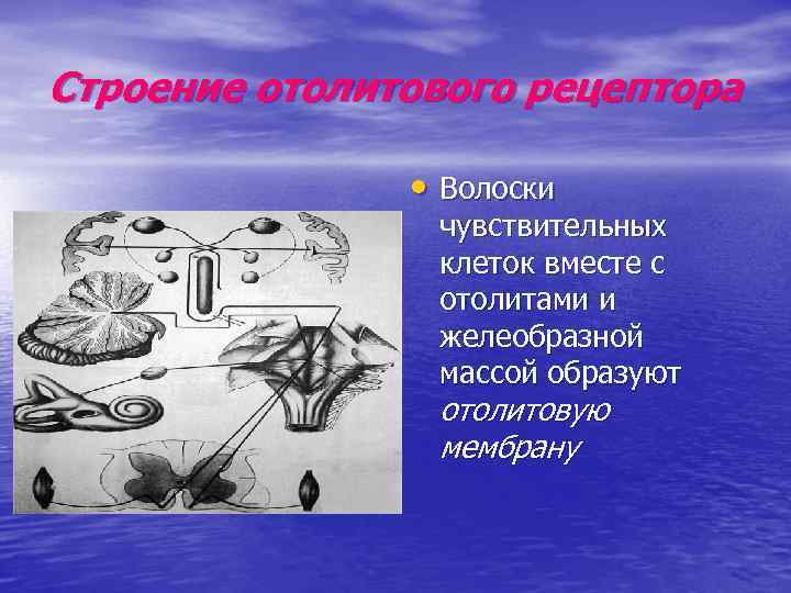 Строение отолитового рецептора • Волоски чувствительных клеток вместе с отолитами и желеобразной массой образуют