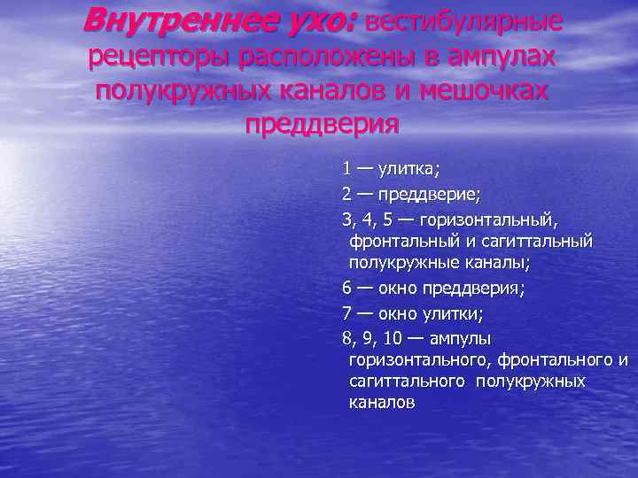 Внутреннее ухо: вестибулярные рецепторы расположены в ампулах полукружных каналов и мешочках преддверия 1 —