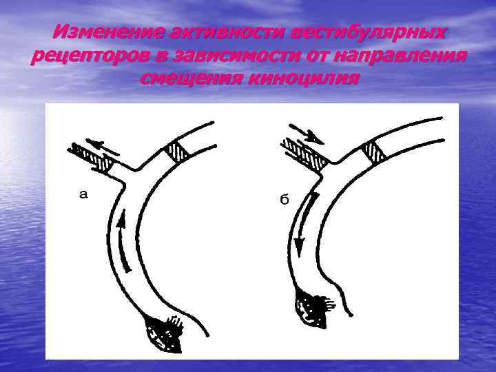 Изменение активности вестибулярных рецепторов в зависимости от направления смещения киноцилия 
