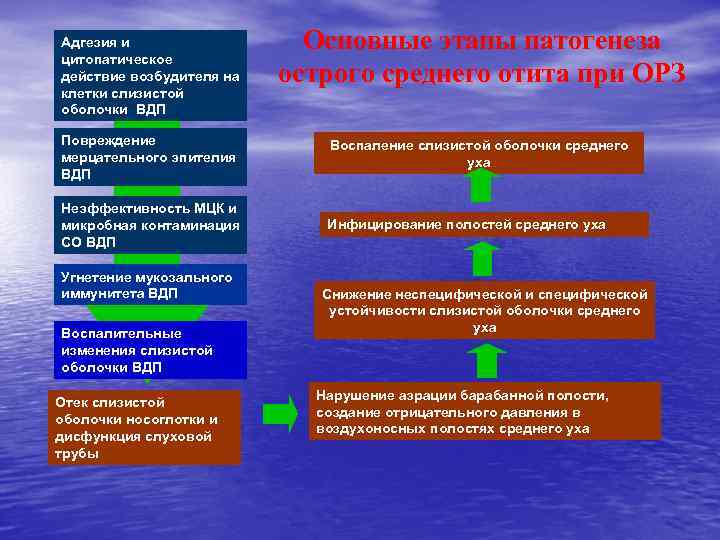 Адгезия и цитопатическое действие возбудителя на клетки слизистой оболочки ВДП Основные этапы патогенеза острого