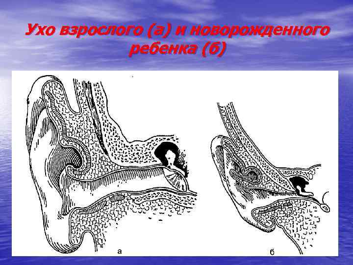 Ухо взрослого (а) и новорожденного ребенка (б) 