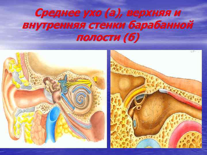 Cреднее ухо (а), верхняя и внутренняя стенки барабанной полости (б) 