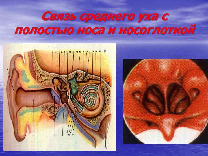 Связь среднего уха с полостью носа и носоглоткой 