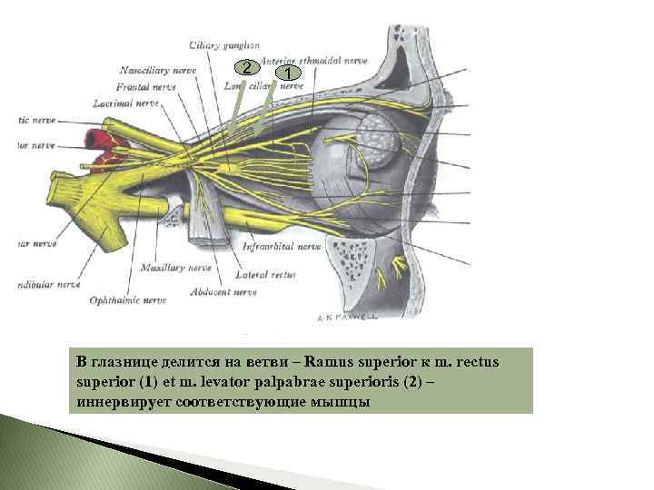 2 1 В глазнице делится на ветви – Ramus superior к m. rectus superior