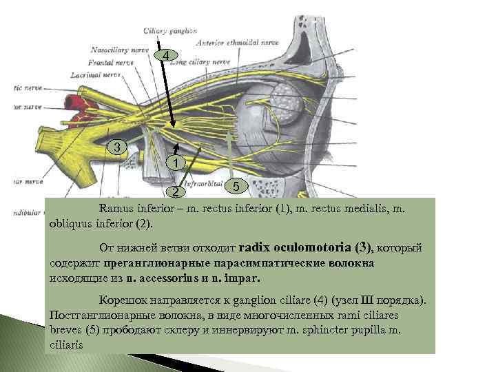 4 3 1 5 2 Ramus inferior – m. rectus inferior (1), m. rectus