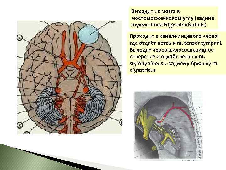 Выходит из мозга в мостомозжечковом углу (задние отделы linea trigeminofacialis) Проходит в канале лицевого