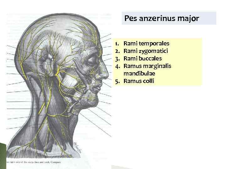 Pes anzerinus major 1. 2. 3. 4. Rami temporales Rami zygomatici Rami buccales Ramus