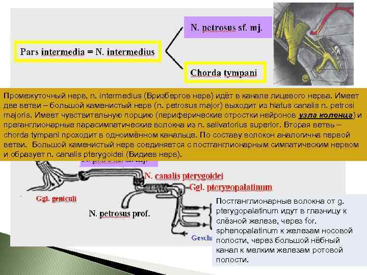 Промежуточный нерв, n. intermedius (Вризбергов нерв) идёт в канале лицевого нерва. Имеет две ветви