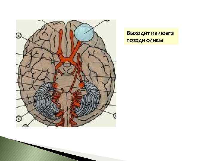 Выходит из мозга позади оливы 