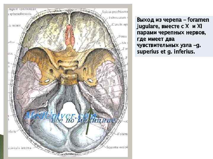 Выход из черепа – foramen jugulare, вместе с X и XI парами черепных нервов,