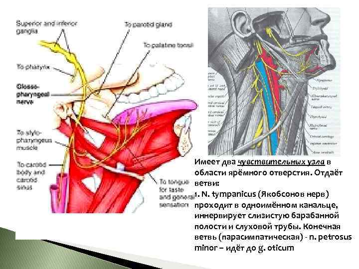 Имеет два чувствительных узла в области ярёмного отверстия. Отдаёт ветви: 1. N. tympanicus (Якобсонов