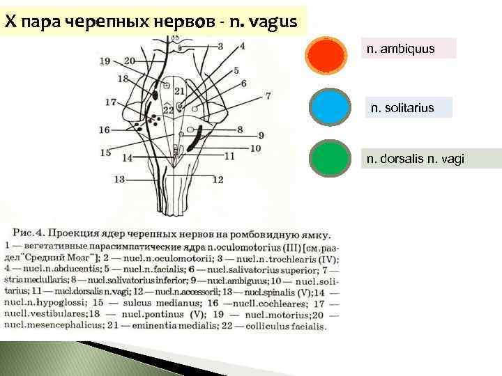 Схема расположения ядер 5 12 пар черепных нервов в ромбовидной ямке