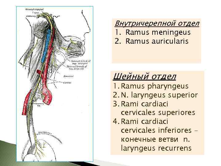 Внутричерепной отдел 1. Ramus meningeus 2. Ramus auricularis Шейный отдел 1. Ramus pharyngeus 2.