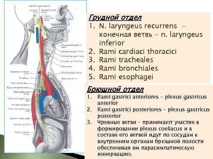 Грудной отдел 1. N. laryngeus recurrens 2. 3. 4. 5. конечная ветвь - n.