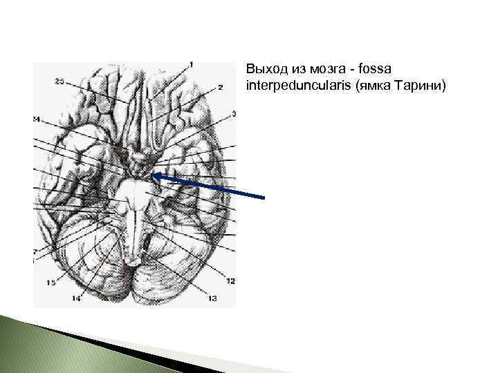 Выход из мозга - fossa interpeduncularis (ямка Тарини) 