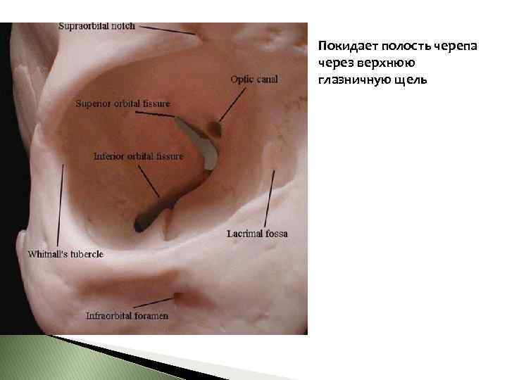 Покидает полость черепа через верхнюю глазничную щель 