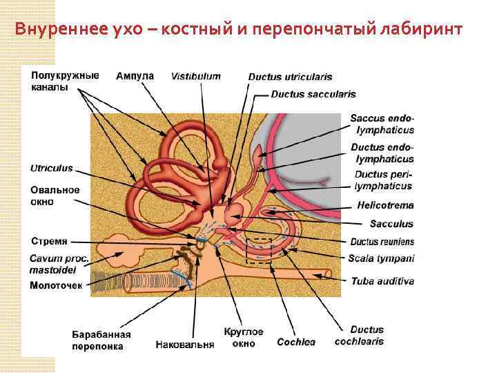 Внуреннее ухо – костный и перепончатый лабиринт 