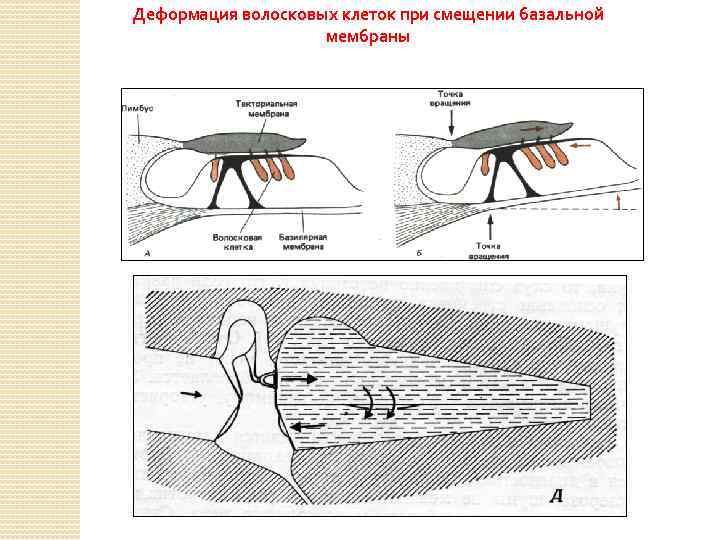 Деформация волосковых клеток при смещении базальной мембраны 