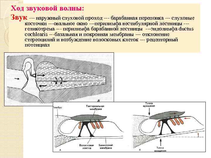 Ход звуковой волны: Звук --- наружный слуховой проход --- барабанная перепонка --- слуховые косточки