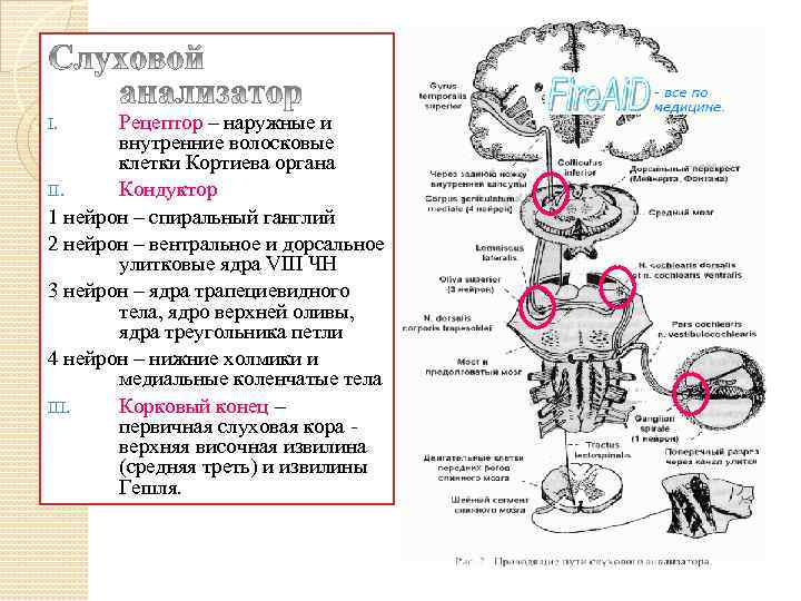 Рецепторы слухового анализатора расположены