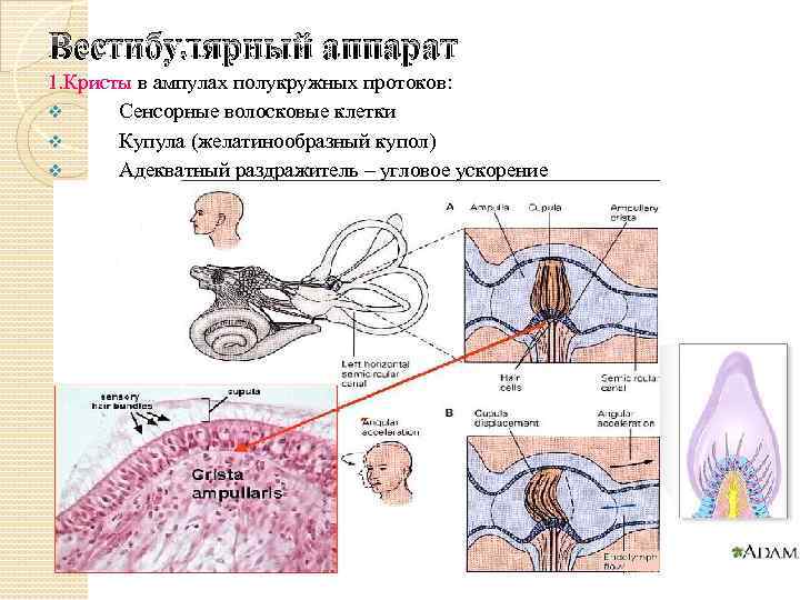 Вестибулярный аппарат 1. Кристы в ампулах полукружных протоков: v Сенсорные волосковые клетки v Купула