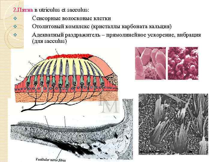 2. Пятна в utriculus et sacculus: v Сенсорные волосковые клетки v Отолитовый комплекс (кристаллы