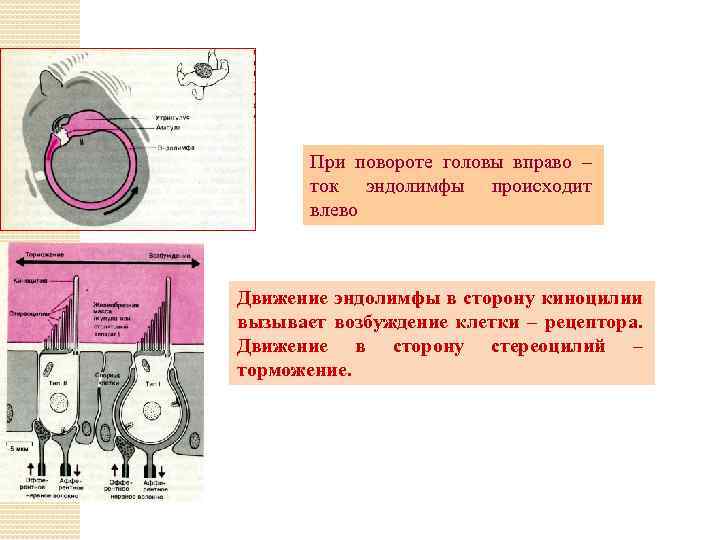 При повороте головы вправо – ток эндолимфы происходит влево Движение эндолимфы в сторону киноцилии