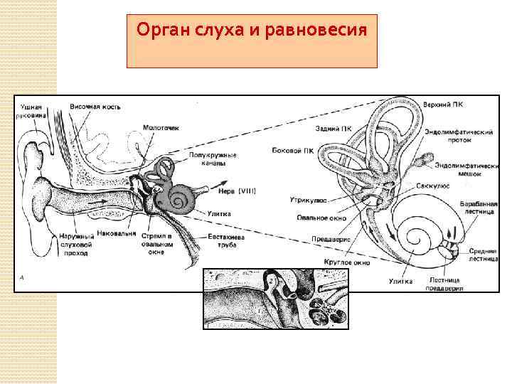 Орган слуха и вестибулярный аппарат рисунок 8 класс