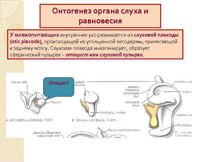 Орган слуха у млекопитающих