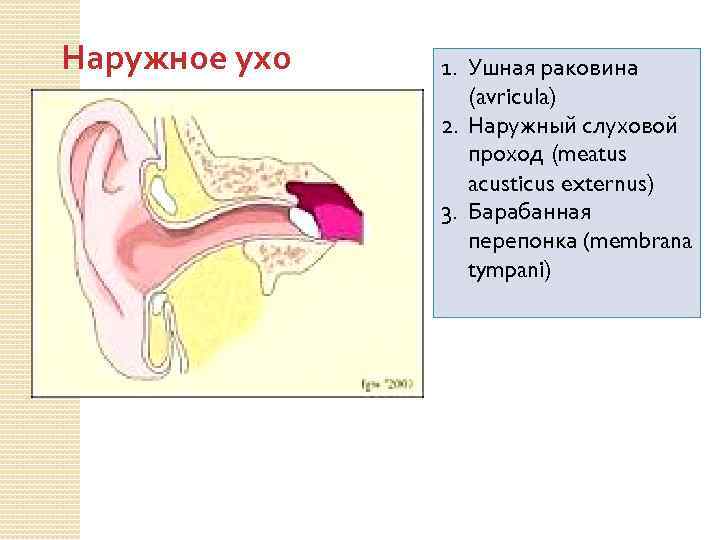 Наружное ухо 1. Ушная раковина (avricula) 2. Наружный слуховой проход (meatus acusticus externus) 3.