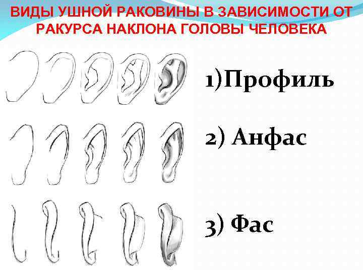 ВИДЫ УШНОЙ РАКОВИНЫ В ЗАВИСИМОСТИ ОТ РАКУРСА НАКЛОНА ГОЛОВЫ ЧЕЛОВЕКА 1)Профиль 2) Анфас 3)