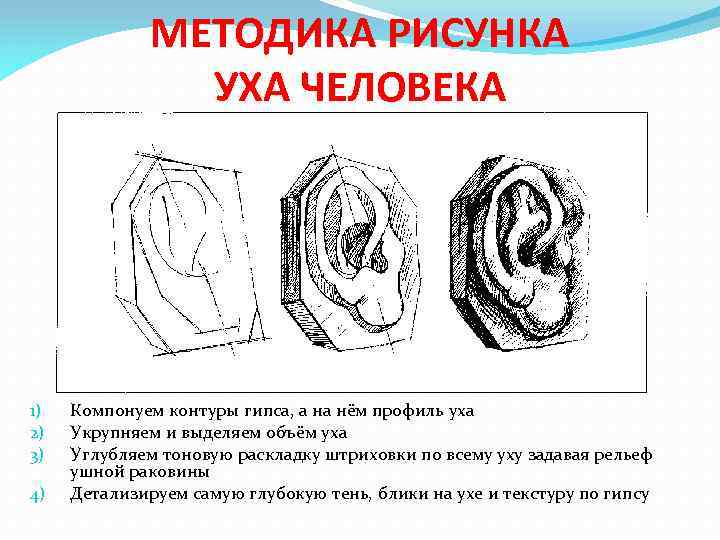 МЕТОДИКА РИСУНКА УХА ЧЕЛОВЕКА 1) 2) 3) 4) Компонуем контуры гипса, а на нём