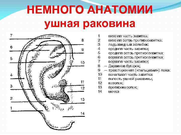 НЕМНОГО АНАТОМИИ ушная раковина 