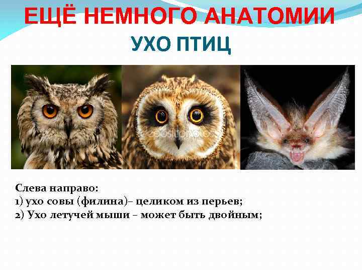 ЕЩЁ НЕМНОГО АНАТОМИИ УХО ПТИЦ Слева направо: 1) ухо совы (филина)– целиком из перьев;