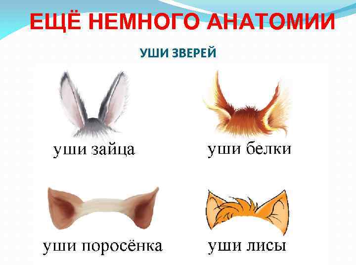 ЕЩЁ НЕМНОГО АНАТОМИИ УШИ ЗВЕРЕЙ 