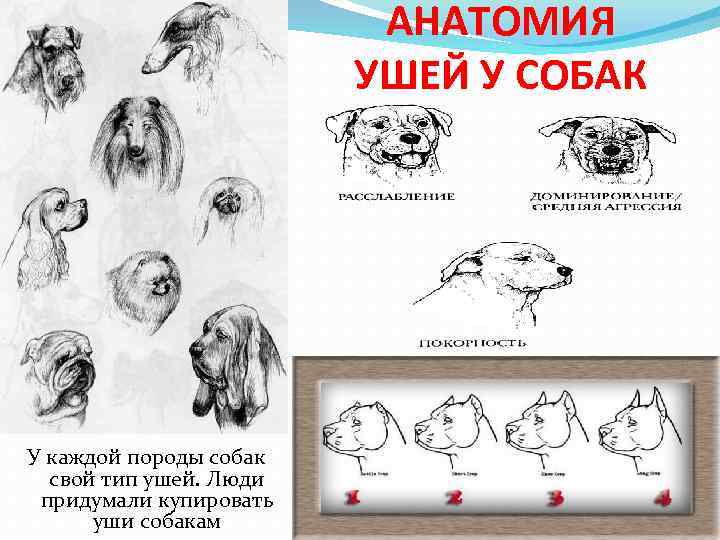 АНАТОМИЯ УШЕЙ У СОБАК У каждой породы собак свой тип ушей. Люди придумали купировать