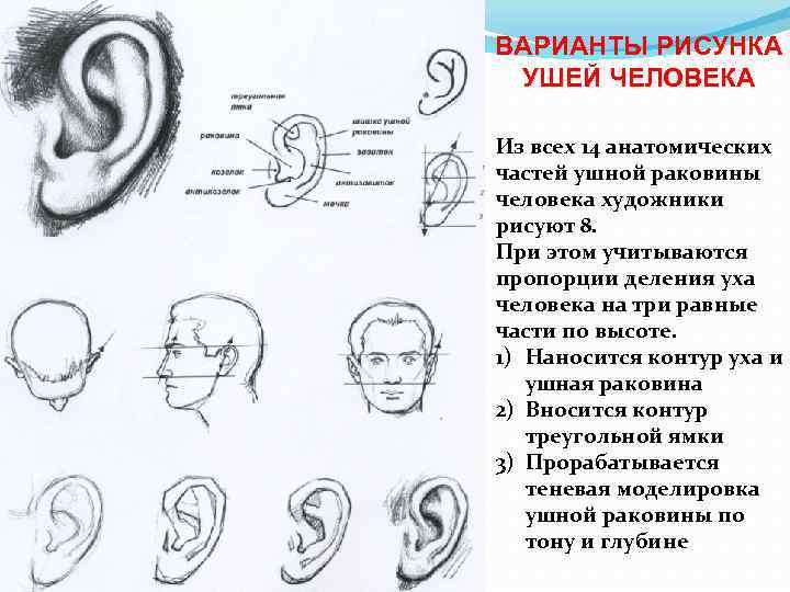 ВАРИАНТЫ РИСУНКА УШЕЙ ЧЕЛОВЕКА Из всех 14 анатомических частей ушной раковины человека художники рисуют