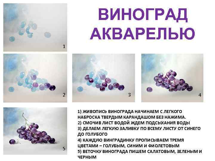 ВИНОГРАД АКВАРЕЛЬЮ 1 2 5 3 4 1) ЖИВОПИСЬ ВИНОГРАДА НАЧИНАЕМ С ЛЕГКОГО НАБРОСКА