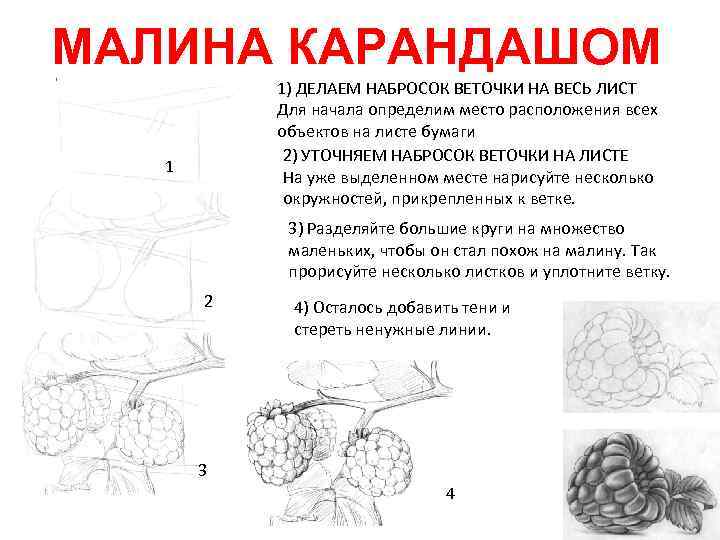 МАЛИНА КАРАНДАШОМ 1) ДЕЛАЕМ НАБРОСОК ВЕТОЧКИ НА ВЕСЬ ЛИСТ Для начала определим место расположения