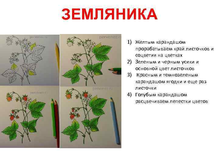 ЗЕМЛЯНИКА 1) Желтым карандашом прорабатываем край листочков и соцветия на цветках 2) Зеленым и