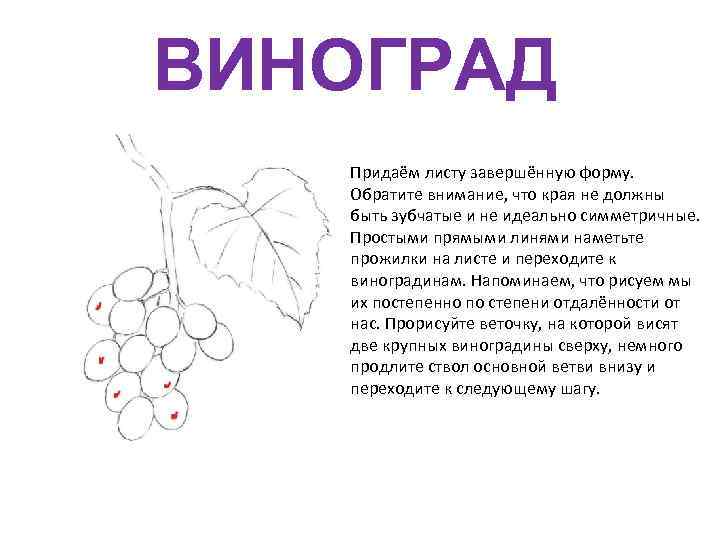 ВИНОГРАД Придаём листу завершённую форму. Обратите внимание, что края не должны быть зубчатые и