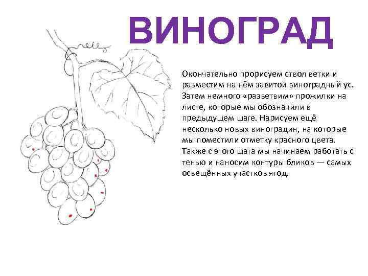 ВИНОГРАД Окончательно прорисуем ствол ветки и разместим на нём завитой виноградный ус. Затем немного